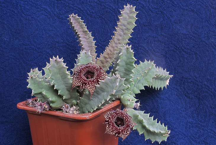 Huernia insigniflora