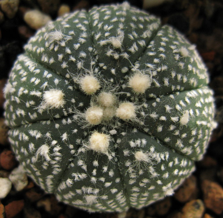 A.asterias.cv.