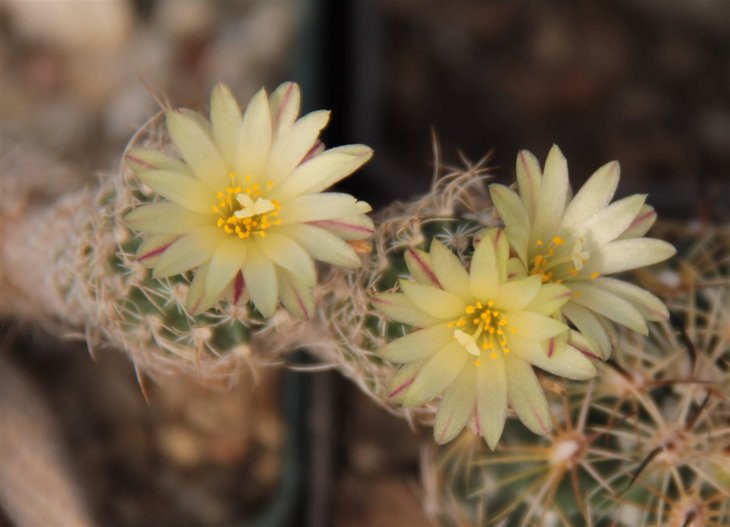 Turbinicarpus krainzianus minimus
