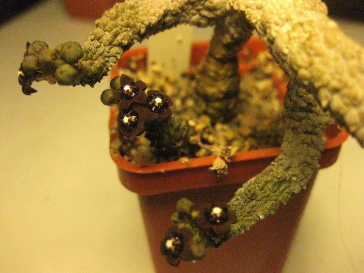 Pseudolithos dodsonianus