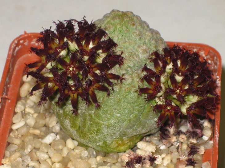 Pseudolithos migiurtinus