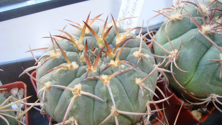 G. stellatum v. paucispinum