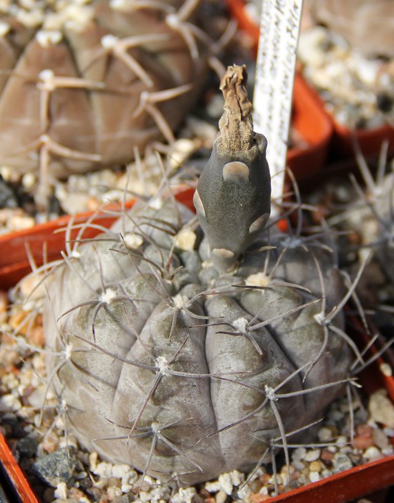 Gymnocalycium striglianum aeneum VG407