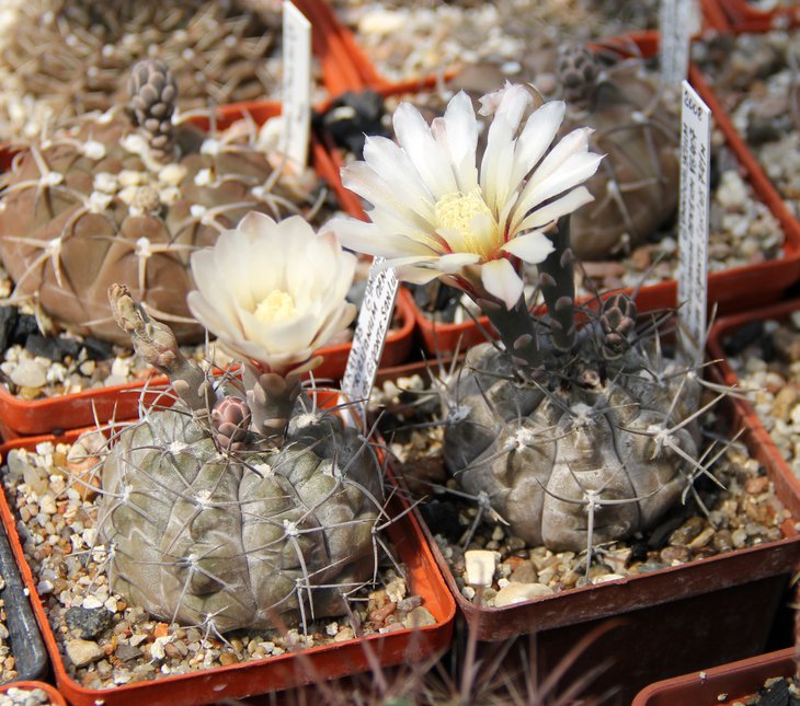 G.sriglianum aeneum VG407