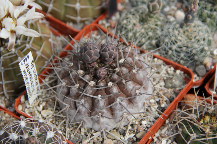 Gymnocalycium piltziorum P38