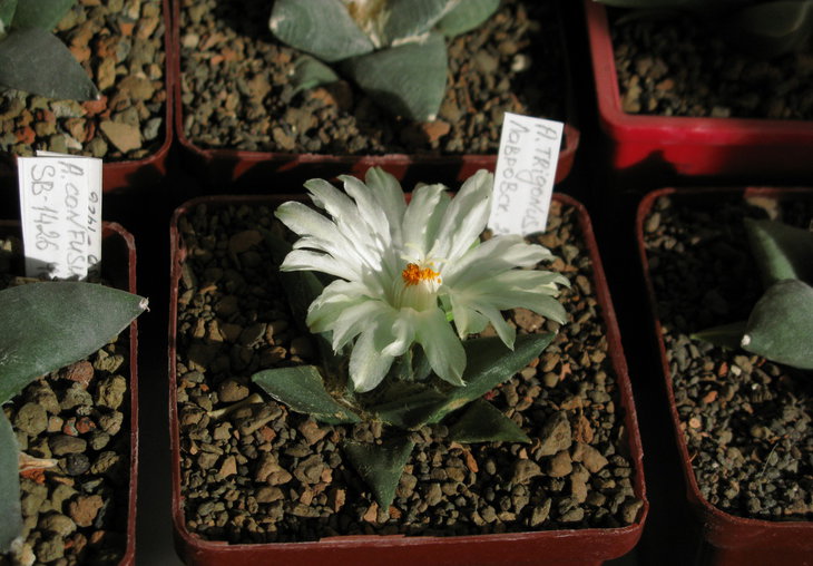 A.trigonus