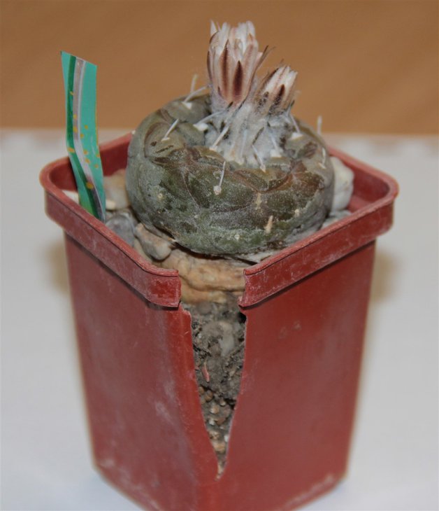 Turbinicarpus (klinkerianus?)