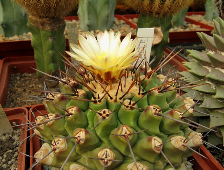 Thelocactus lophothele