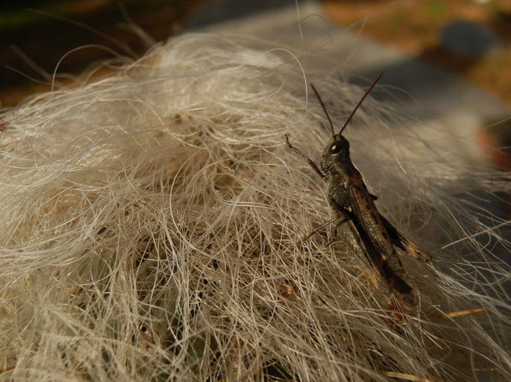 PA134570.jpg1.jpg