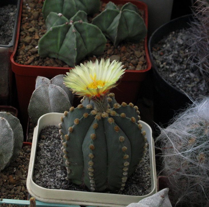 Astrophytum cv СССР