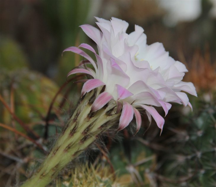 Echinopsis  hb.