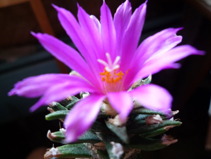 Ariocarpus agavoides.