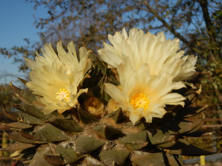 PA148268.jpg1.jpg
