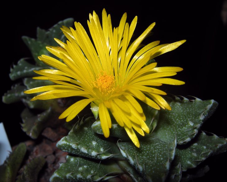 Faucaria tuberculosa