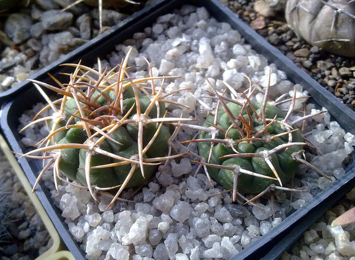 Gymnocalycium ferox GN 396-1311.jpg