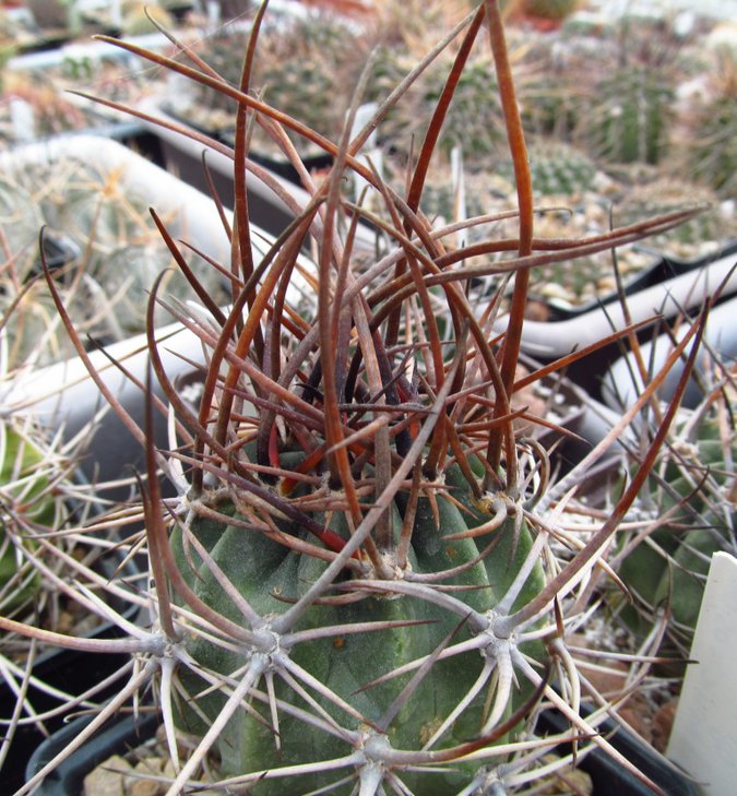 Lobivia ferox