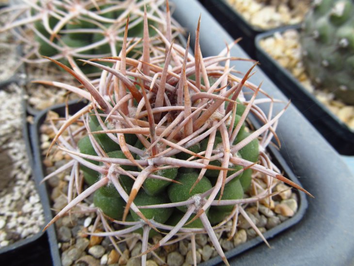 G. ferocior