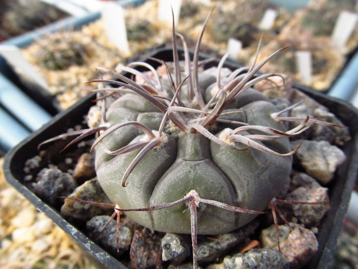 G. bozsingianum