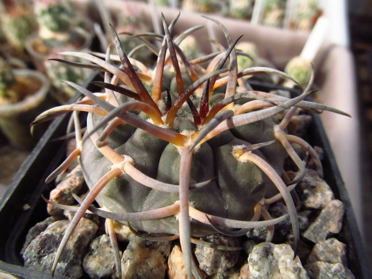 G. riojense v paucispinum
