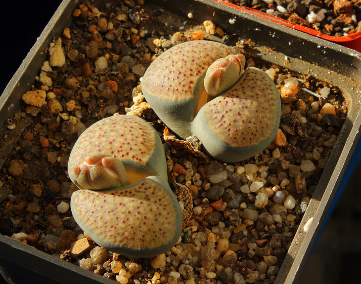 С157 verruculosa (syn. inae)