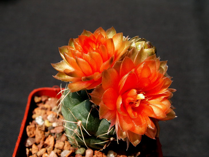 Gymnocalyciym sp.