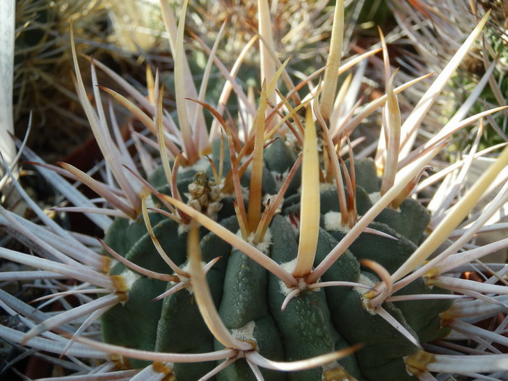 PA158302.jpg1.jpg