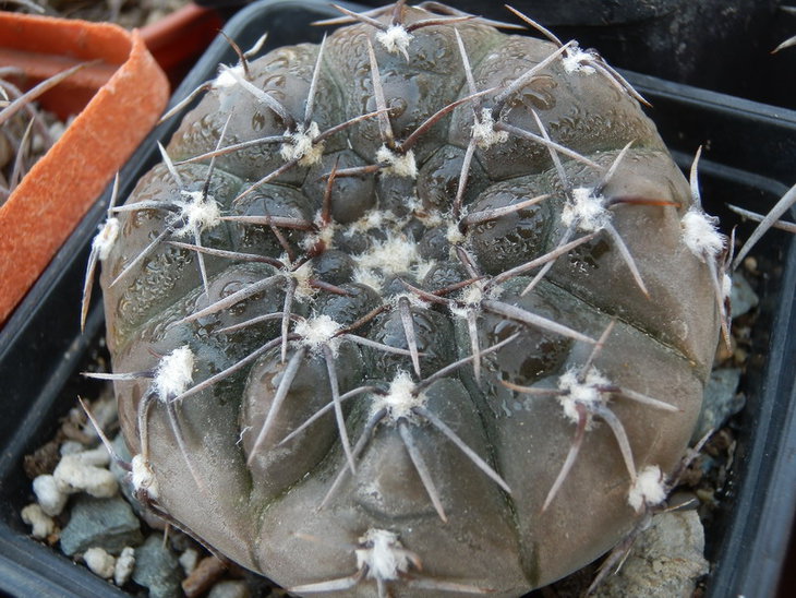 PA148254.jpg1.jpg