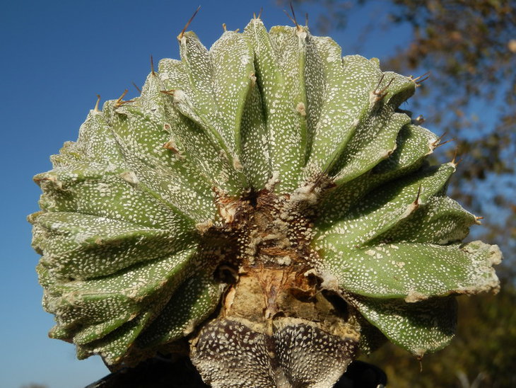Astrophytum ornatum
