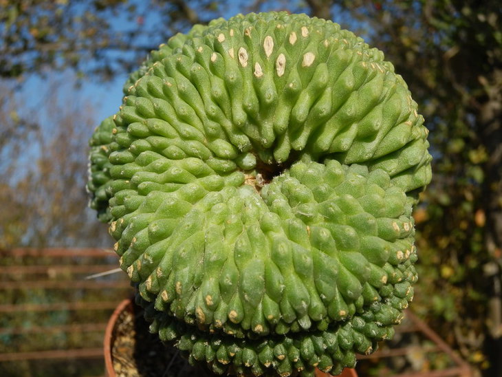 Mammillaria spinosissima cv. Un Pico INERMIS