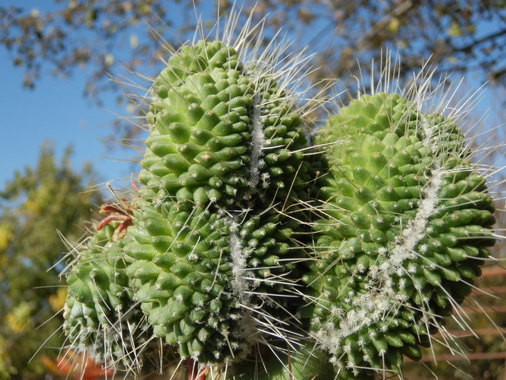 Mammillaria spinosissima cv. un pico