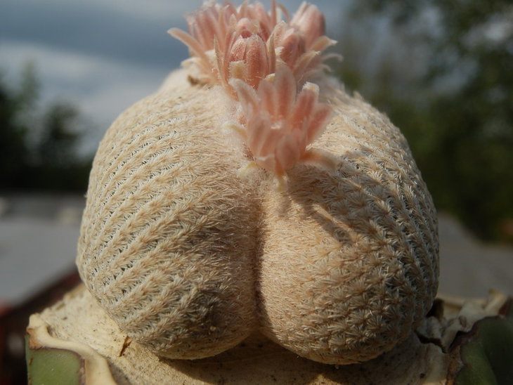 Epithelantha Bokei