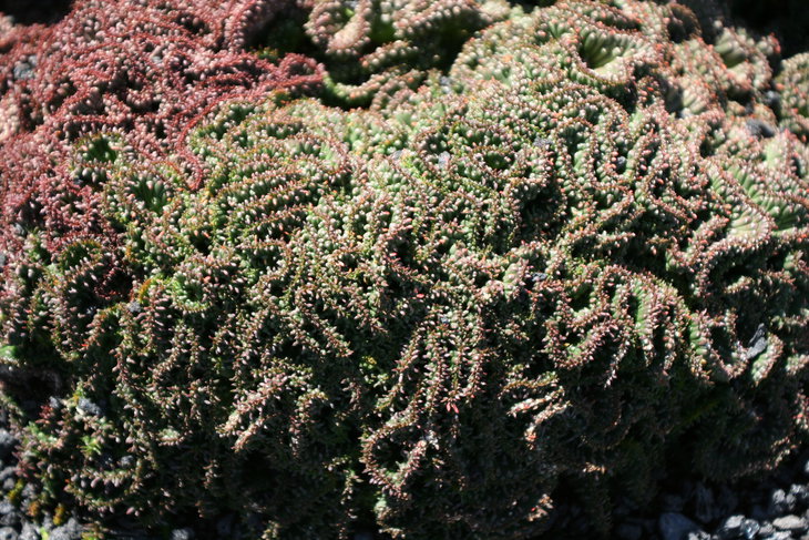 Teguise_Guatiza_-_Jardin_-_Euphorbia_pugniformis_cristata_02_ies.jpg