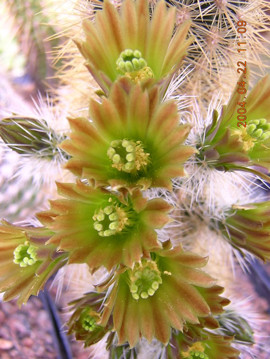 Echinocereus_chloranthus_var._neocapillus1MABJ.jpg