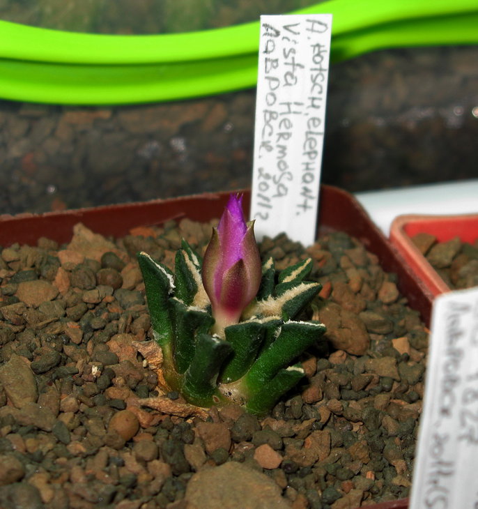 A.kotschoubeyanus v.elephantidens, Vista Hermosa, первое цветение
