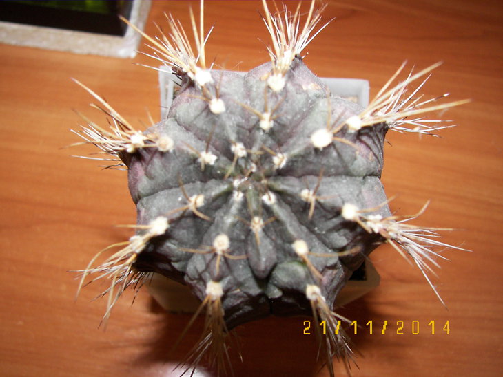 100_8336.JPG