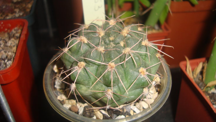 кактусы 030.jpg