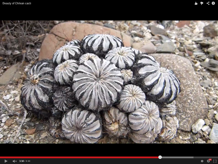 copiapoa sp..png