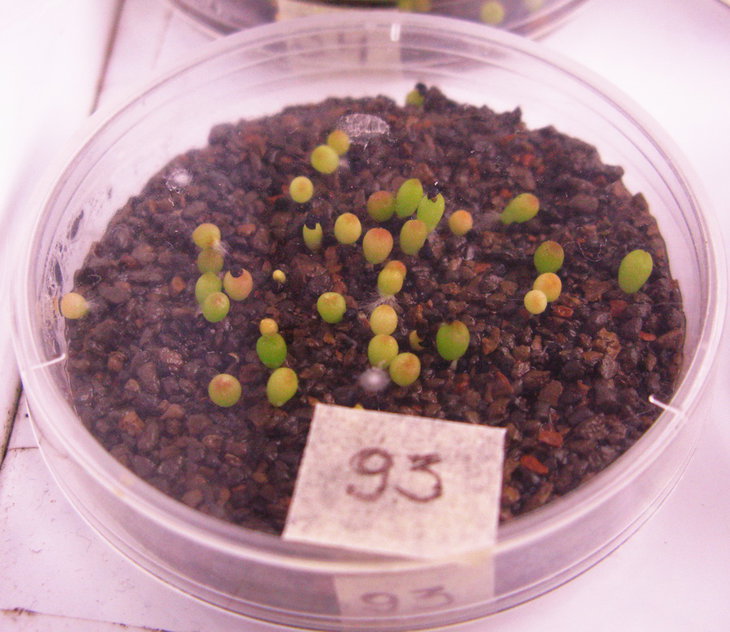 A.bravoanus