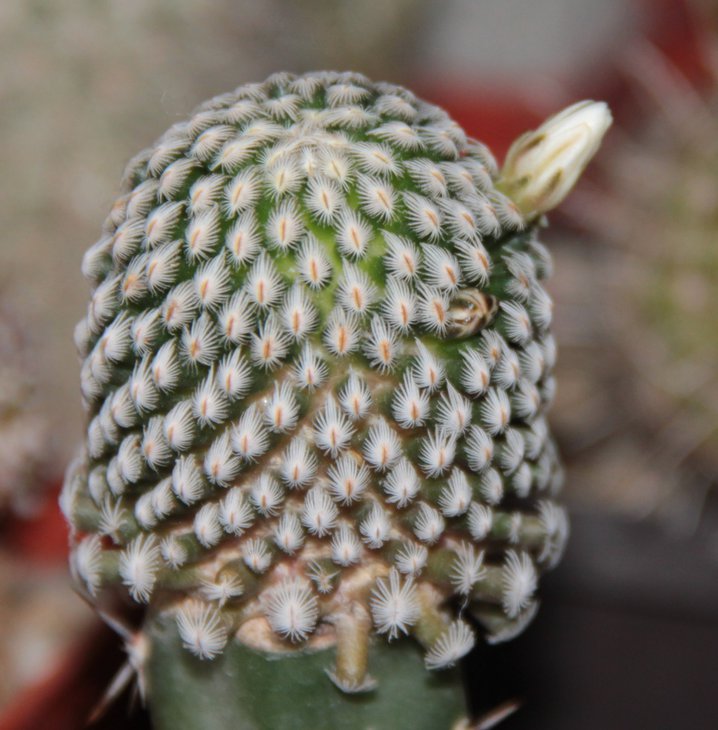 Mammillaria sanchez-mejoradae