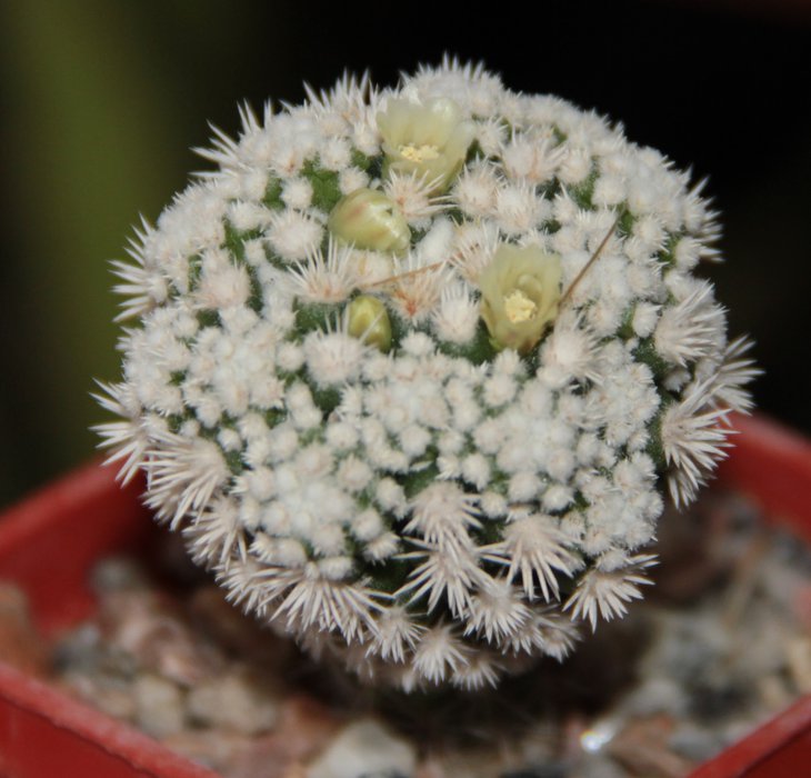 Mammillaria gracilis v. arizona snowcap