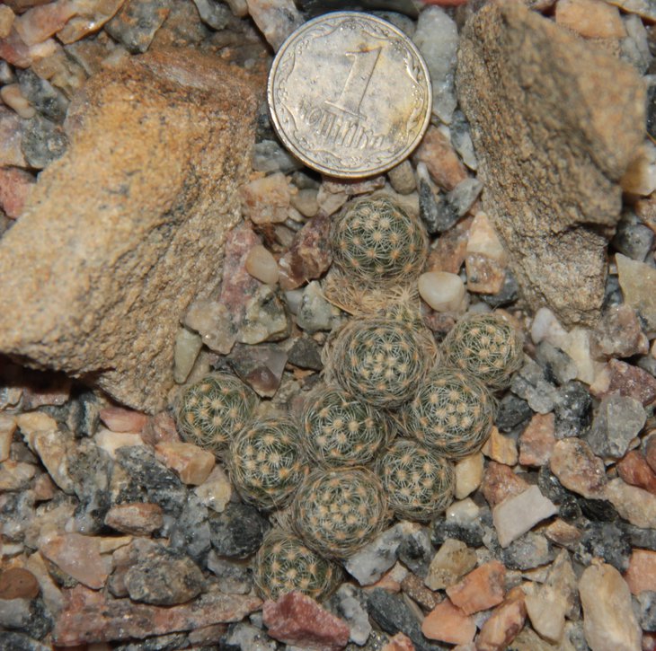Mammillaria saboae