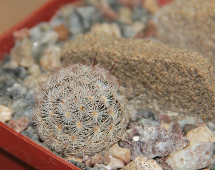 Mammillaria wohlschlageri