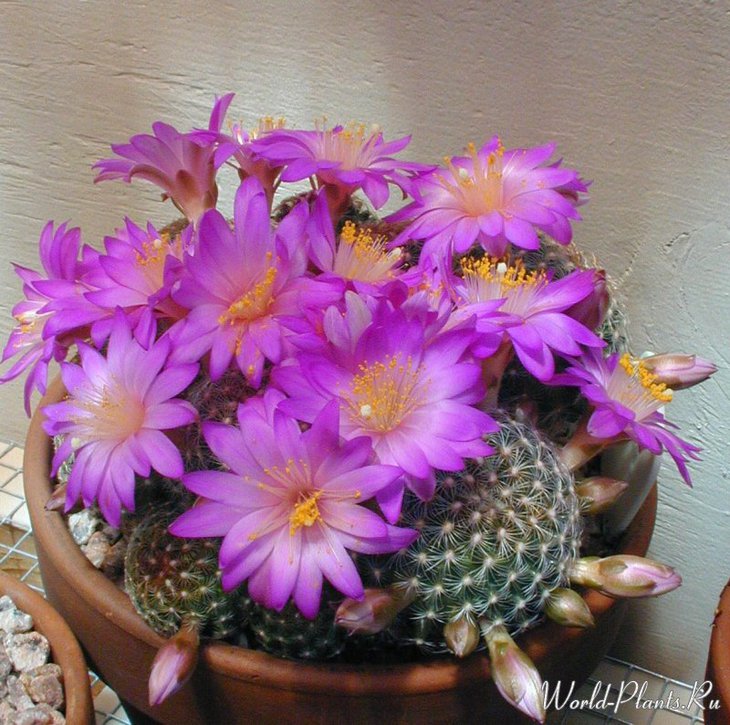 mammillaria de-herdtiana.jpg