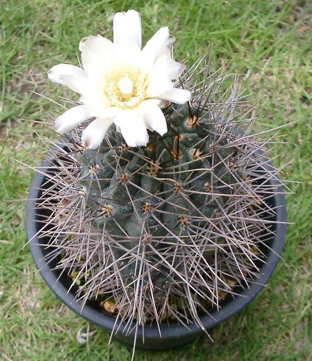 G.gibbosum_v._ferox_Tu.jpg