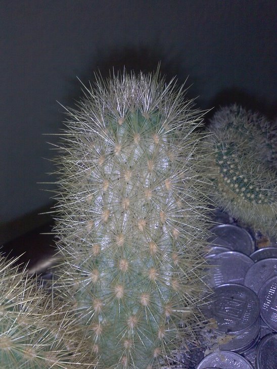 CAM01533.jpg