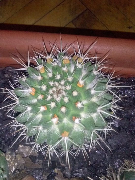 CAM01529.jpg