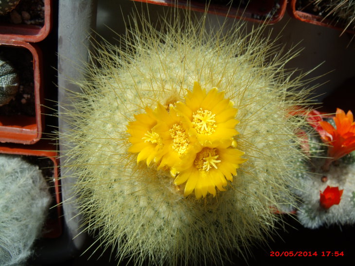 GEDC2534.JPG