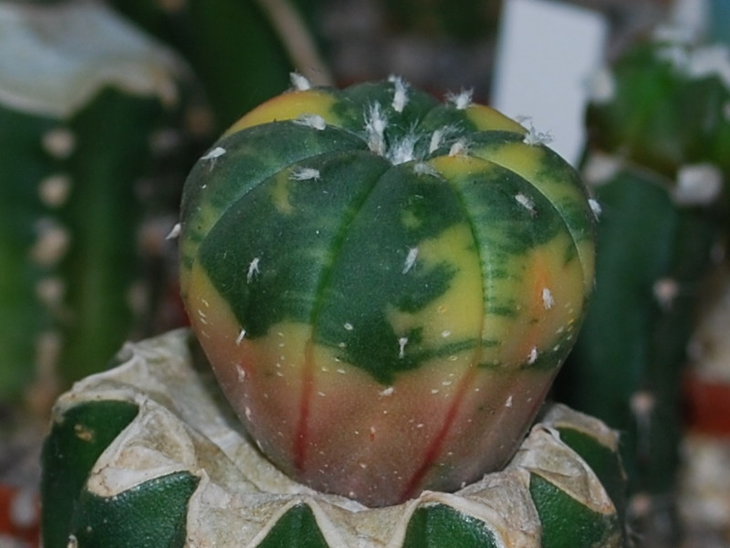 DSC_1628   A. ast. nudum var..jpg