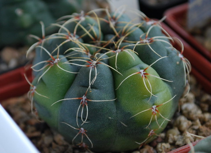 Последний подарок от Серёжи... (зная мою слабость к вариегатным Astrophytum)