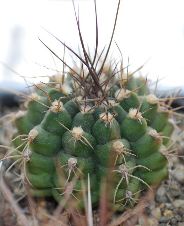 DSC_1689  G. damsii v. centrispinum.jpg